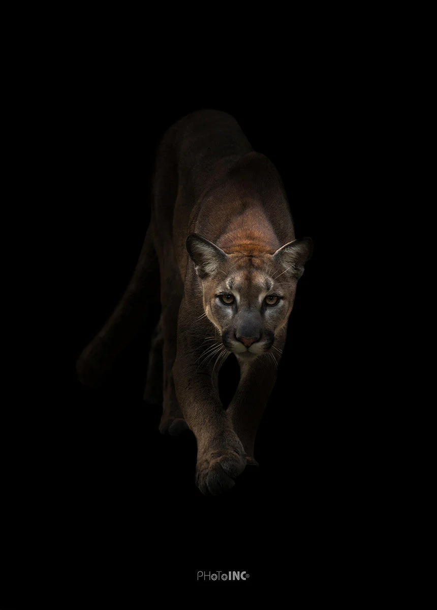 I'm Coming, 50cmx70cm wall art - Image 3